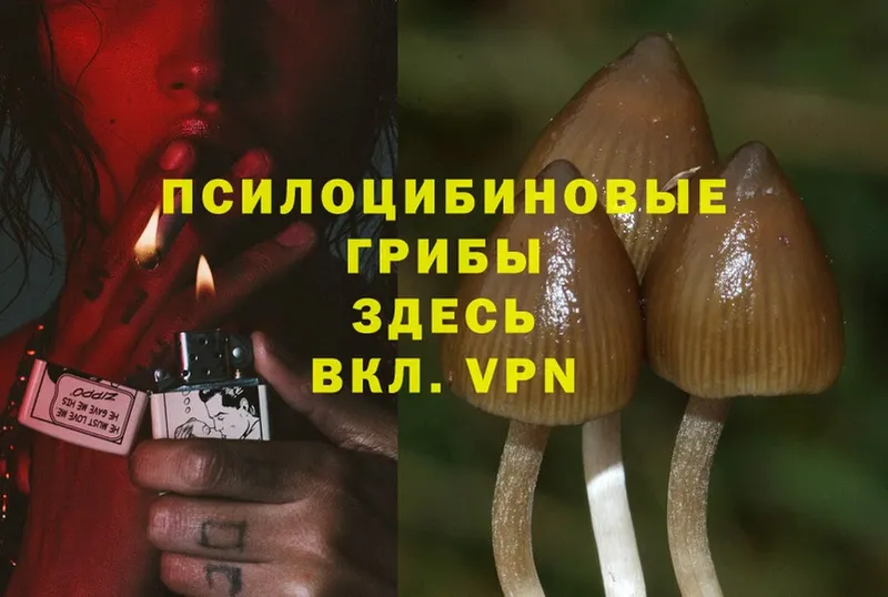 Псилоцибиновые грибы Psilocybe  купить наркотик  shop клад  Серпухов 